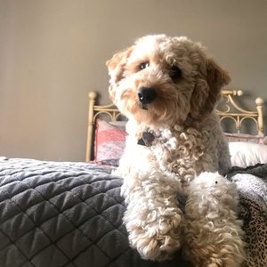 Meet your Posher, Chloe